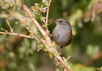 The dunnock (Prunella modularis) sitting on branch of bush in soft evening light. Closeup view. .The identifications signs of the bird and the structure of the feathers are clearly visible..