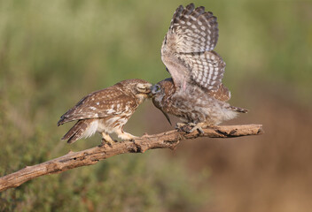 Adult birds and little owl chicks (Athene noctua) are photographed at close range closeup on a blurred background.