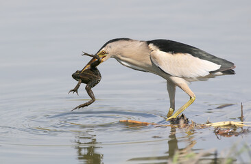 a little bittern male has caught a large frog and holds it in its beak