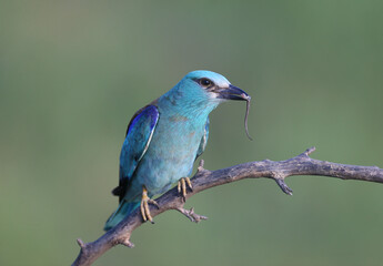 European roller (Coracias garrulus) photographed in close-up with a lizard and a large black beetle in its beak.