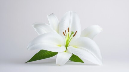 Naklejka premium A close-up of a white lily flower with green leaves.