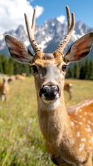 A deer with antlers standing in a grassy field with mountains in the background