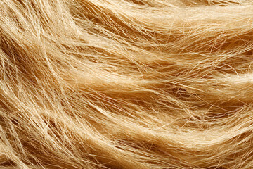 Soft, golden strands of hair create flowing, textured appearance, evoking sense of warmth and natural beauty. fibrous texture adds depth and interest to image