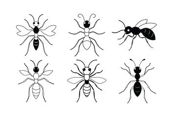 Bullet Ant (Paraponera clavata) insect design, labeled line art vector illustration.