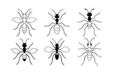 Bullet Ant (Paraponera clavata) insect design, labeled line art vector illustration.