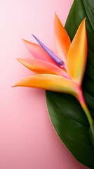 A bird of paradise flower on a pink background