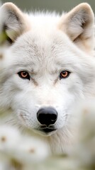 Fototapeta premium A close up of a white wolf's face in the woods