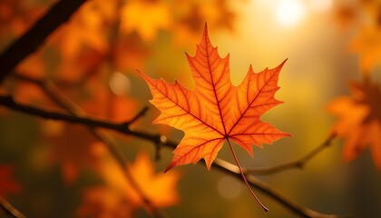 Obraz premium maple leaves