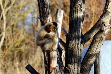 gibbon