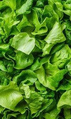Fototapeta premium Fresh Green Lettuce Leaves Texture for Healthy Eating and Culinary Backgrounds in Vibrant Color Shades
