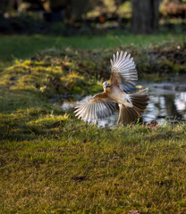 Eichelhäher (Garrulus glandarius)