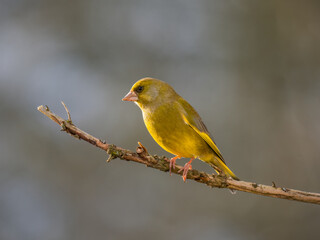 Fototapeta premium Grünfink&nbsp;(Chloris chloris)