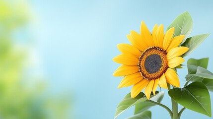Obraz premium A vibrant sunflower against a soft blue background.