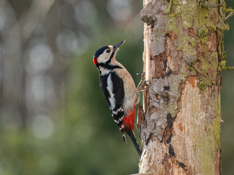 Buntspecht&nbsp;(Dendrocopos major)