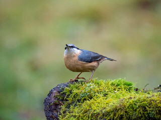 Kleiber (Sitta europaea)