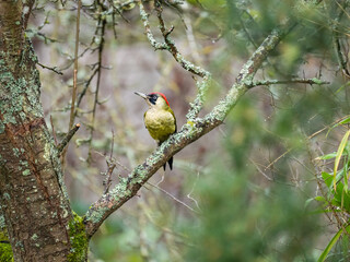Grünspecht (Picus viridis)
