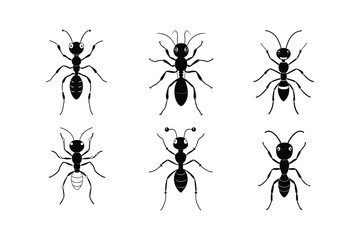 Fire Ant (Solenopsis) insect design, labeled line art vector illustration.