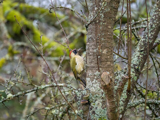 Grünspecht (Picus viridis)