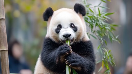 Fototapeta premium A panda enjoying bamboo in a natural setting.