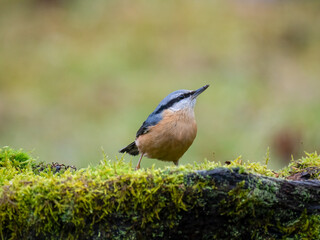 Kleiber (Sitta europaea)