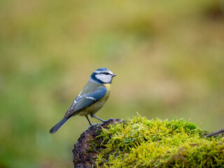 Blaumeise (Cyanistes caeruleu)