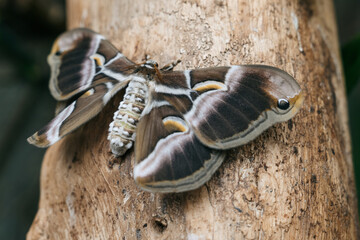 Atlas Moth (Attacus atlas), one of the largest moth species in the world, renowned for its immense wingspan and stunning wing. on a piece of wood, displaying its intricate brown, cream, and gold color