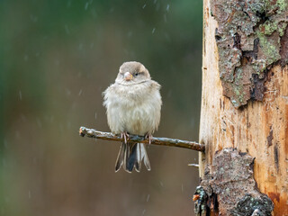 Haussperling (Passer domesticus)