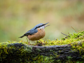 Kleiber&nbsp;(Sitta europaea)