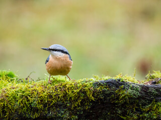 Kleiber (Sitta europaea)