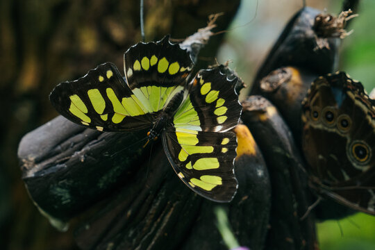 Malachite Butterfly (Siproeta stelenes). educational content on tropical. Unique interaction between butterflies and their natural feeding sources, such as overripe fruit. 
