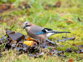 Eichelhäher (Garrulus glandarius)