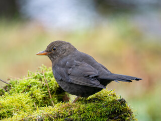 Amsel (Turdus merula)