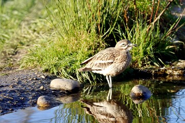 oiseau