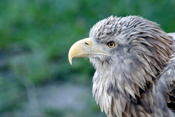 aigle