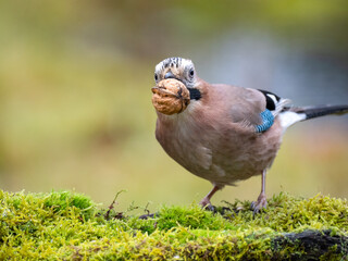 Eichelhäher (Garrulus glandarius)