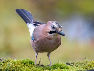 Eichelhäher (Garrulus glandarius)