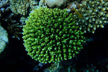 Stony coral Acropora sp. undersea, Red Sea, Egypt, Sharm El Sheikh, Montazah Bay