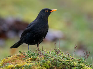 Amsel (Turdus merula)