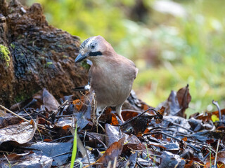 Eichelhäher (Garrulus glandarius)