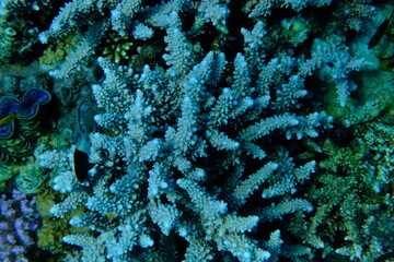 Stony coral Acropora sp. undersea, Red Sea, Egypt, Sharm El Sheikh, Montazah Bay