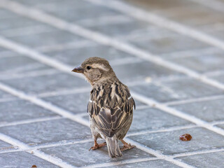Sparrow in the town of El palmar, Valencia, Spain