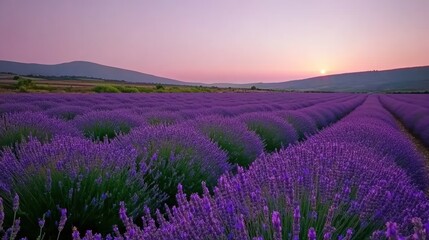 Vibrant purple lavender field at sunrise, rolling hills and a setting sun.