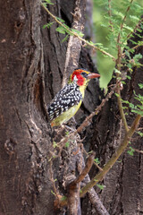 Red-and-yellow barbet (Trachyphonus erythrocephalus) sitting in Aacaia tree at Lake Manyara National Park in Tanzania East Africa