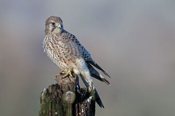 Recently fledged Kestrel (Falco tinnunculus) perched on an old fencepost