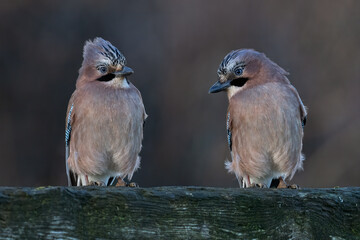 Two Jays (Garrulus glandarius) in late afternoon winter sun