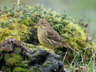Goldammer (Emberiza citrinella)