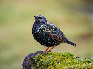 Star (Sturnus vulgaris)