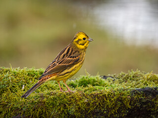 Goldammer (Emberiza citrinella)