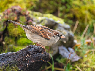  Haussperling (Passer domesticus)