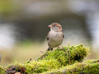  Haussperling (Passer domesticus)